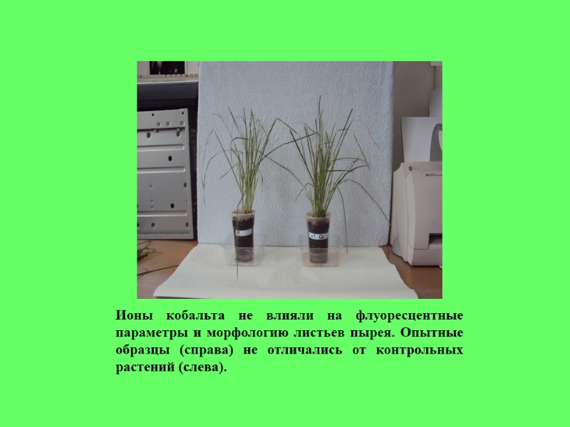 Ионы кобальта не влияли на флуоресцентные параметры и морфологию листьев пырея. Опытные образцы (справа)